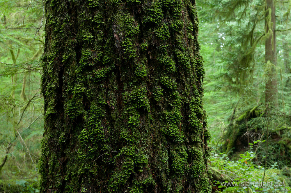 Plant  photo from  Cortes Island, BC Canada.