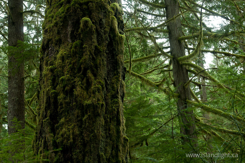 Plant  photo from  Cortes Island, BC Canada.