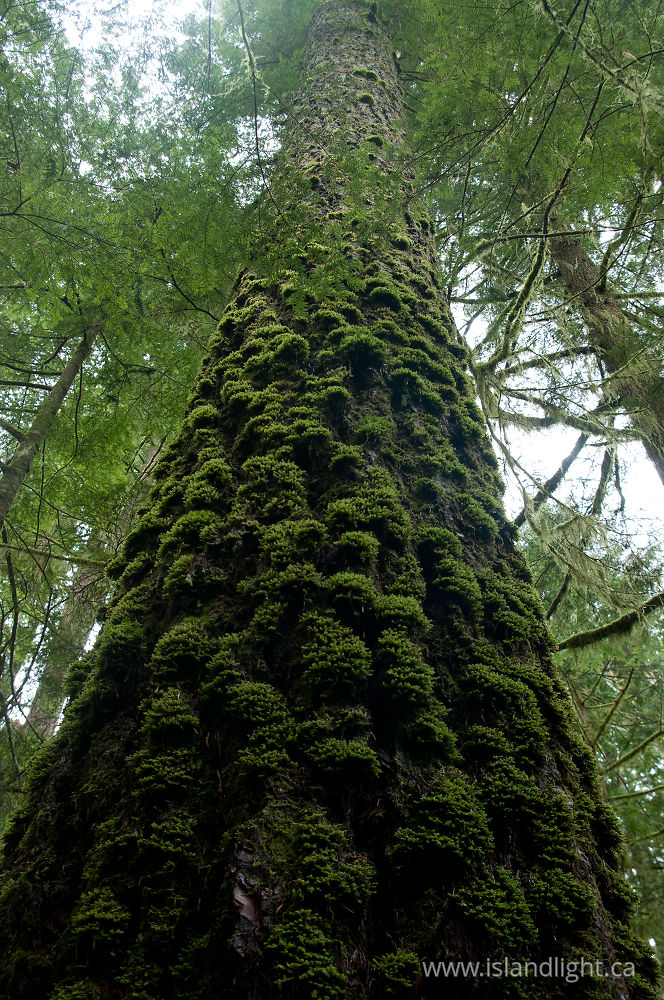 Plant photo from  Cortes Island, BC Canada.