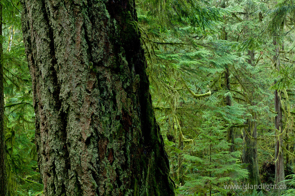 Plant  photo from Basil Brook Cortes Island, BC Canada.