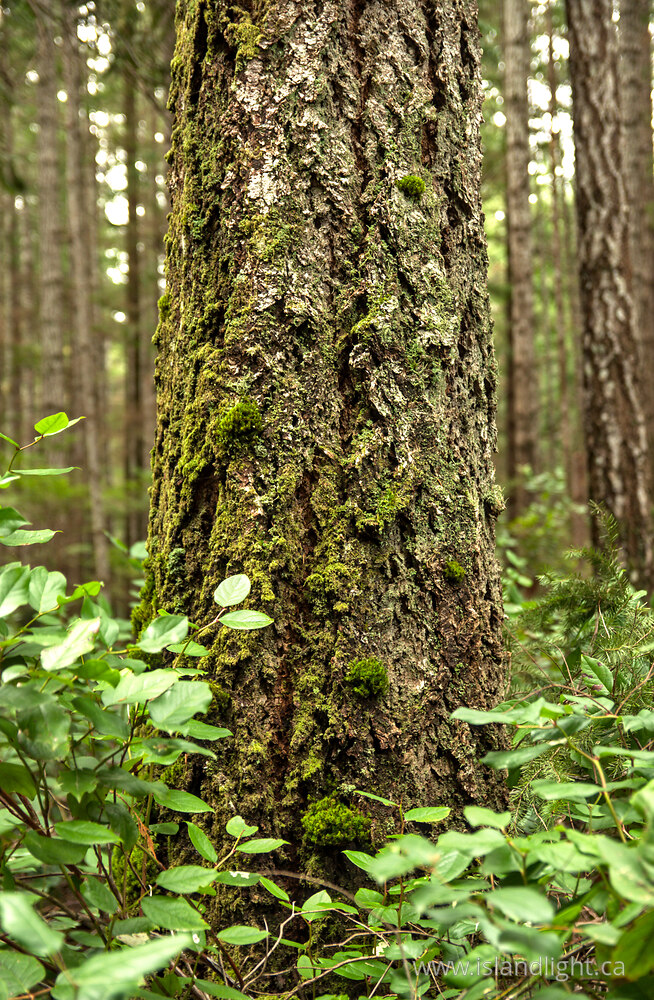 Plant  photo from  Cortes Island, British Columbia Canada.