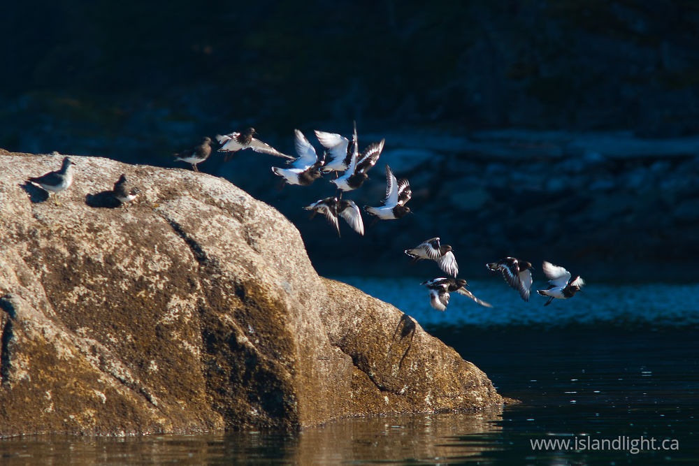 Bird photo from  Cortes Island, BC Canada.
