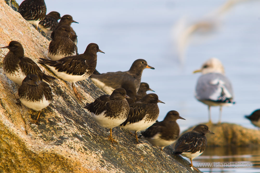 Bird photo from  Cortes Island, BC Canada.