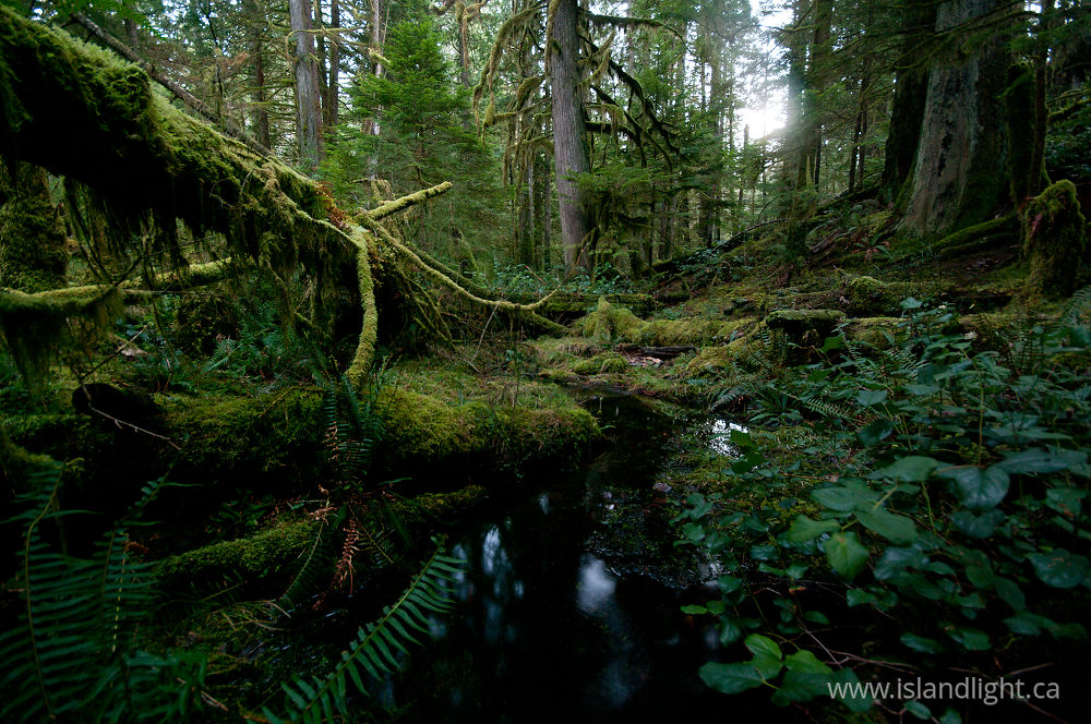 Landscape  photo from Grandfather Grove, Green Valley Cortes Island, BC Canada.