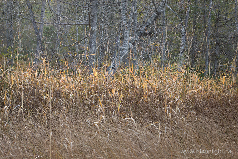 Landscape  photo from  Cortes Island, BC Canada.