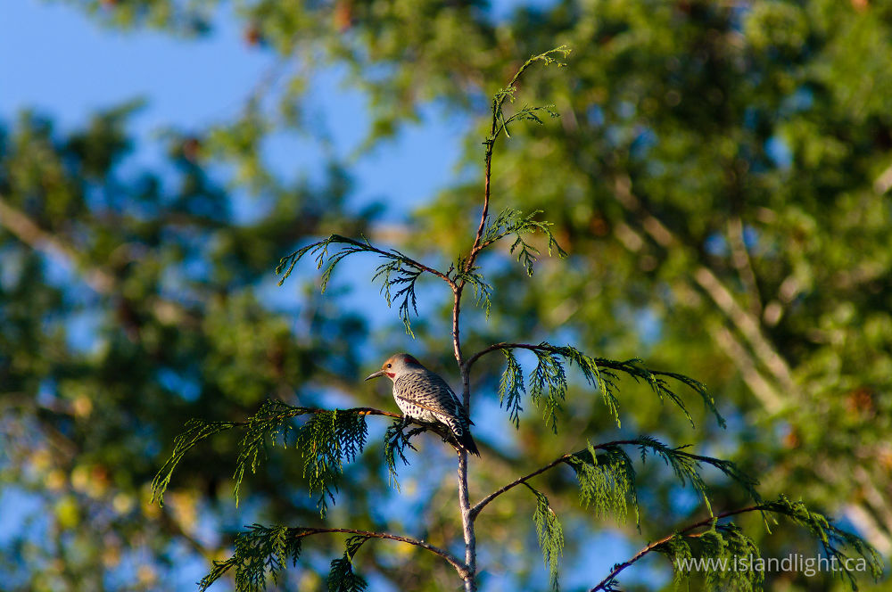 Bird  photo from Smelt Bay Cortes Island, BC Canada.
