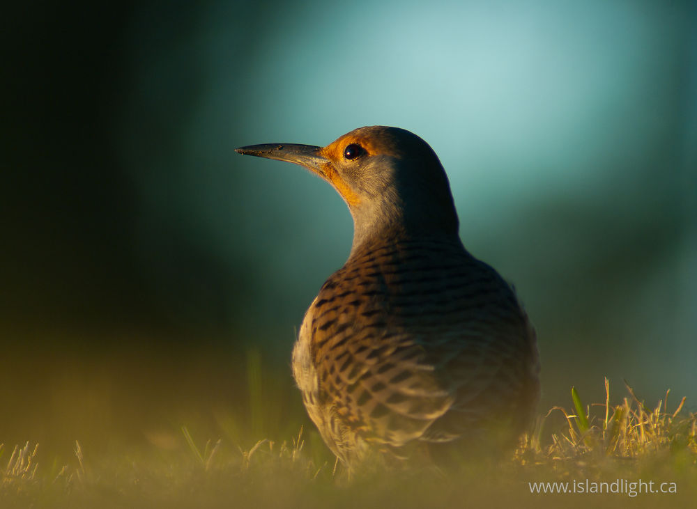 Bird  photo from Smelt Bay Cortes Island, BC Canada.