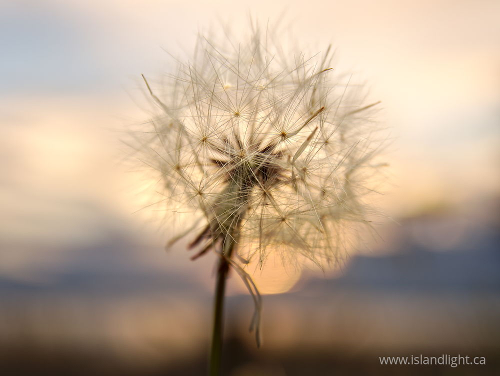 Plant photo from  Cortes Island, British Columbia Canada.