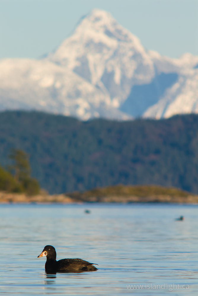 Bird photo from  Desolation Sound, BC Canada.