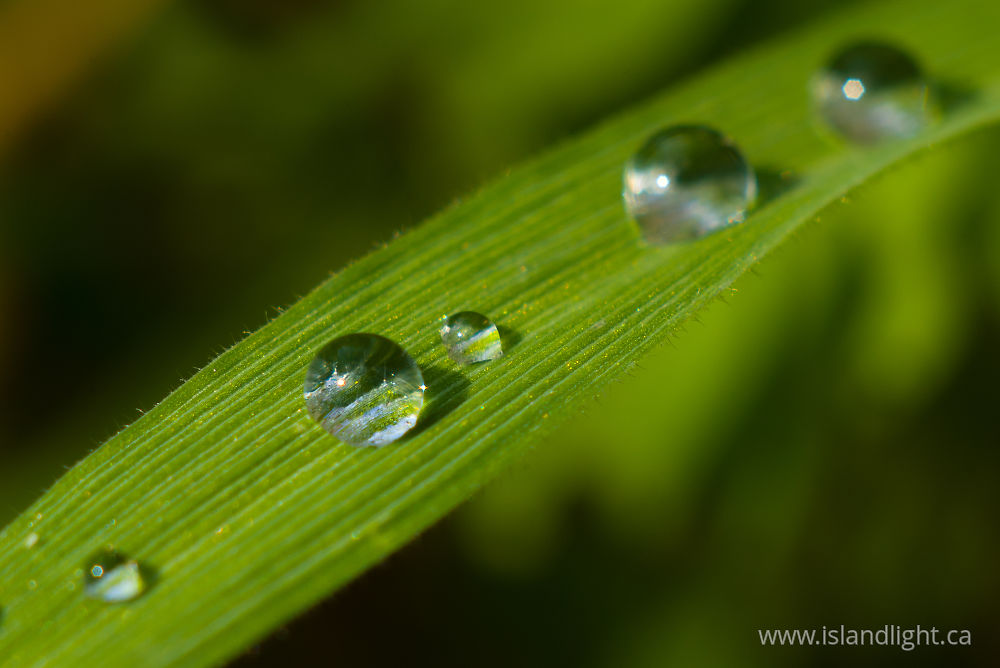 Plant  photo from  Aillevillers, Haute-Saone France.