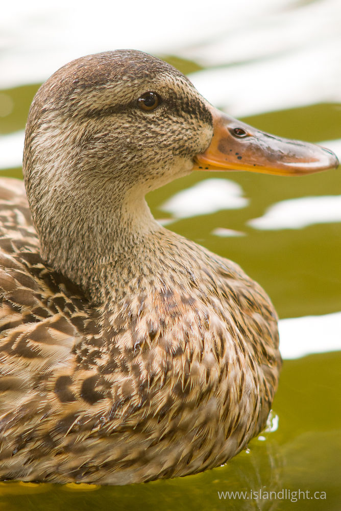 Bird  photo from  Vancouver, BC Canada.