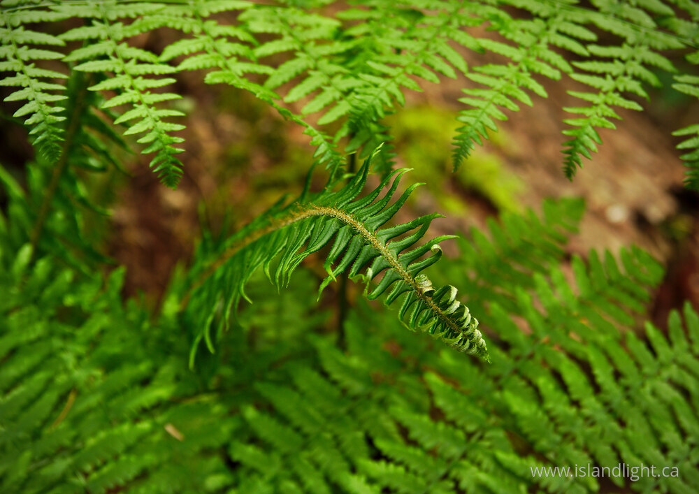 Plant  photo from  Vancouver, British Columbia Canada.