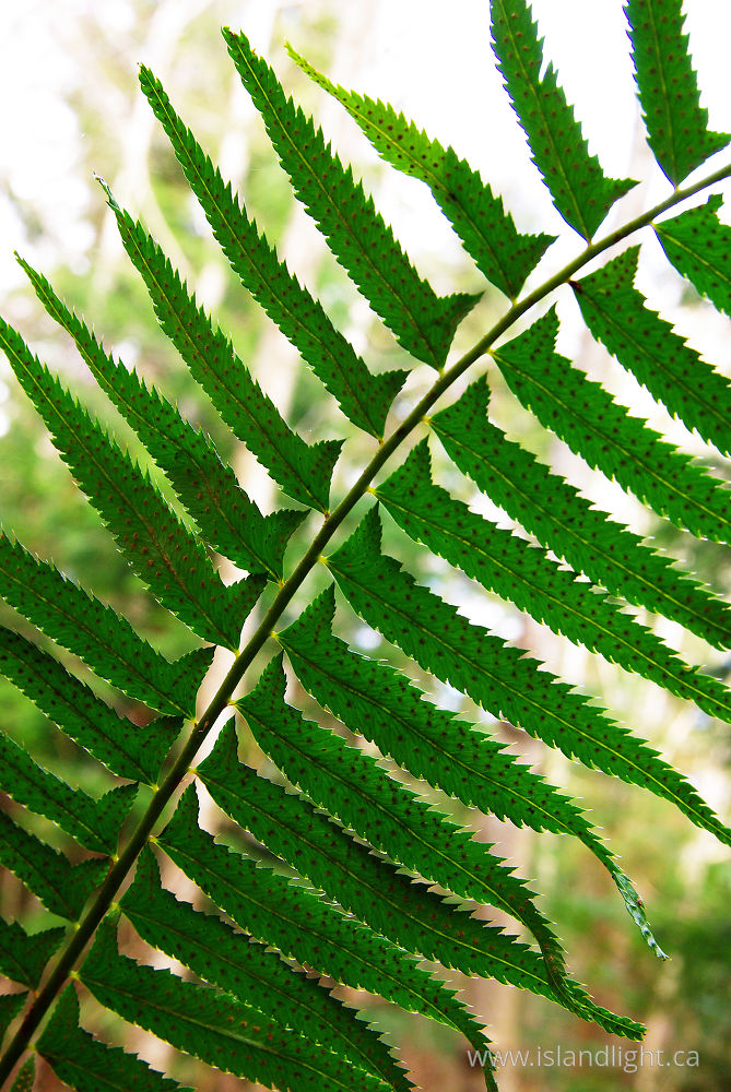 Plant  photo from  Cortes Island, BC Canada.