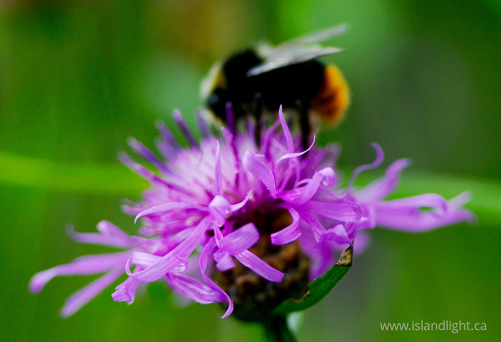 Plant  photo from  Aillevillers, Haute-Saon France.