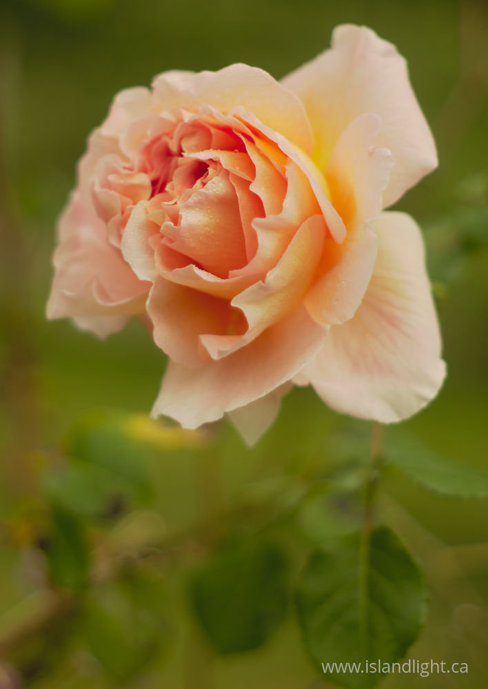 Plant  photo from  Cortes Island, British Columbia Canada.