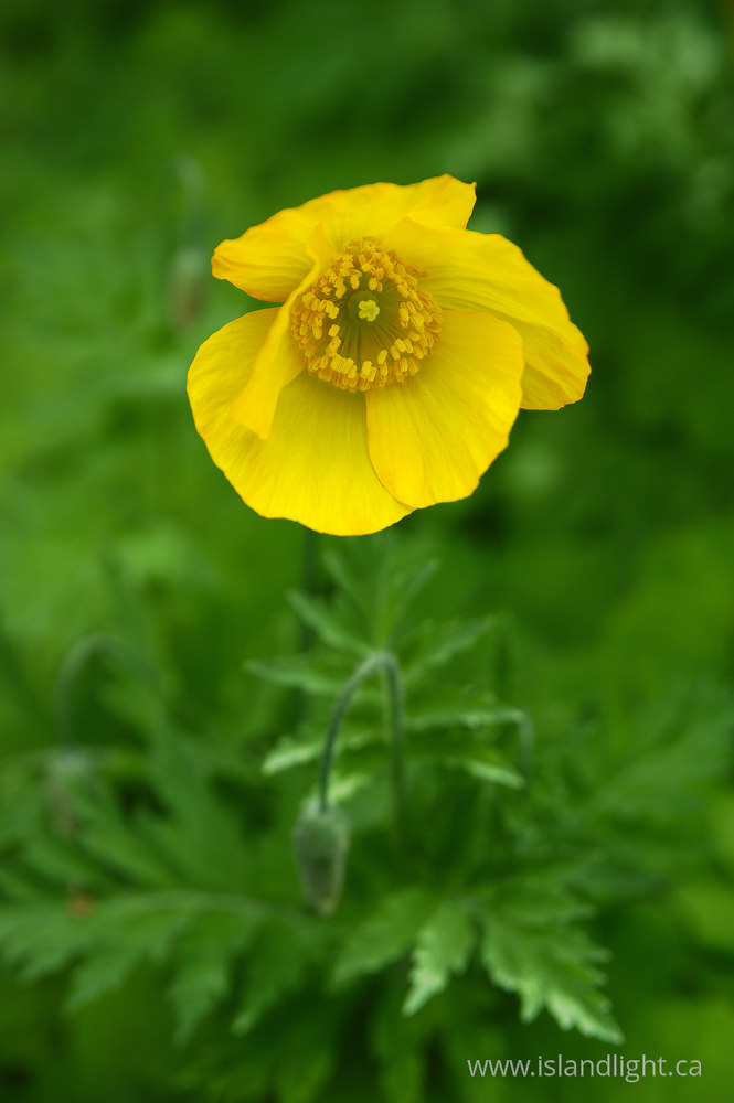 Plant  photo from  Vancouver, British Columbia Canada.