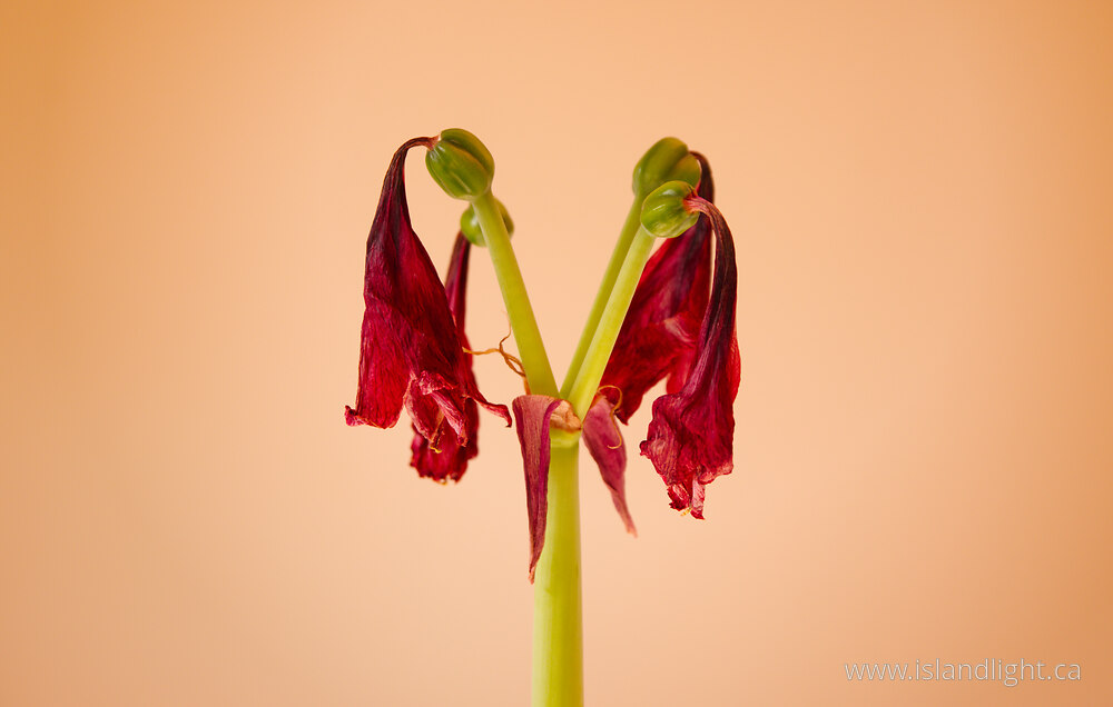 Plant  photo from  Vancouver, British Columbia Canada.