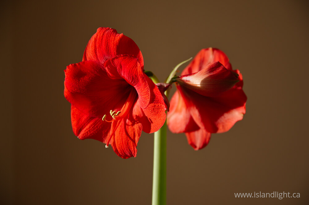 Plant  photo from  Vancouver, British Columbia Canada.