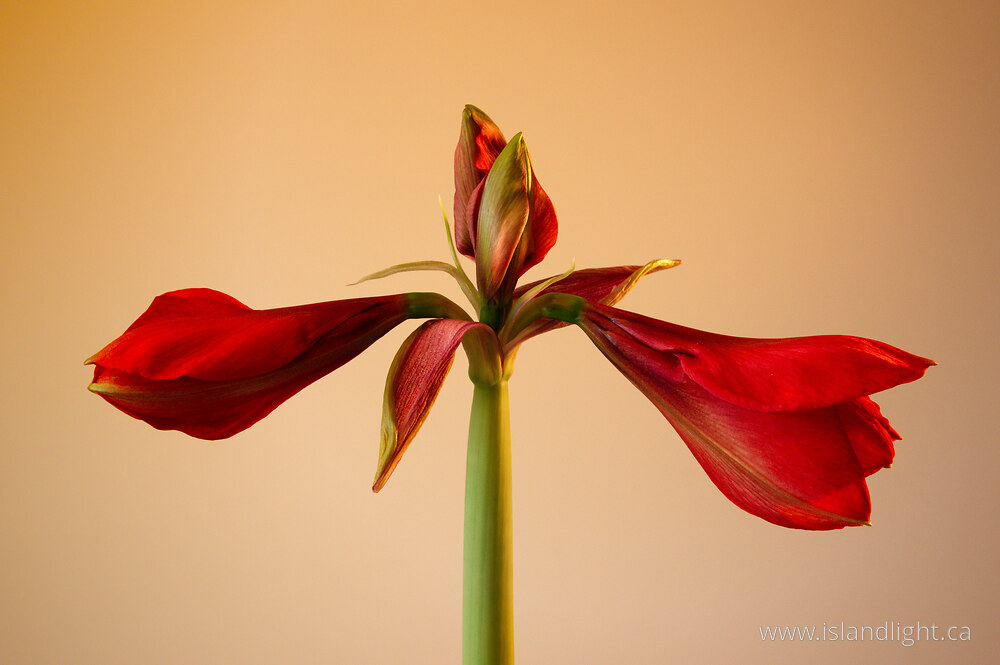 Plant  photo from  Vancouver, British Columbia Canada.
