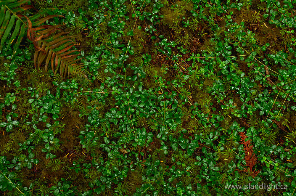 Plant  photo from  Cortes Island, British Columbia Canada.