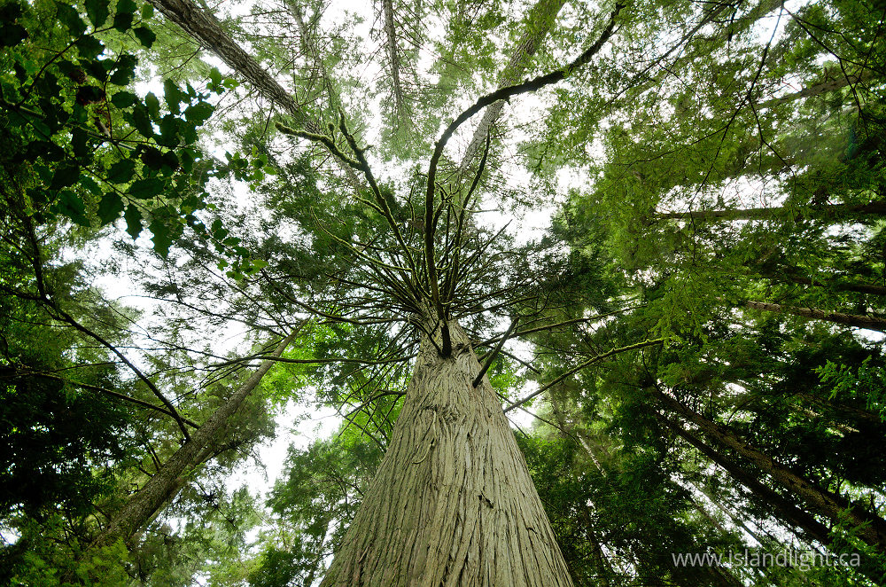 Plant  photo from  Cortes Island, British Columbia Canada.