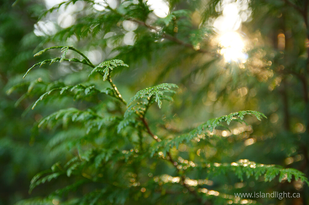 Plant  photo from  Cortes Island, British Columbia Canada.