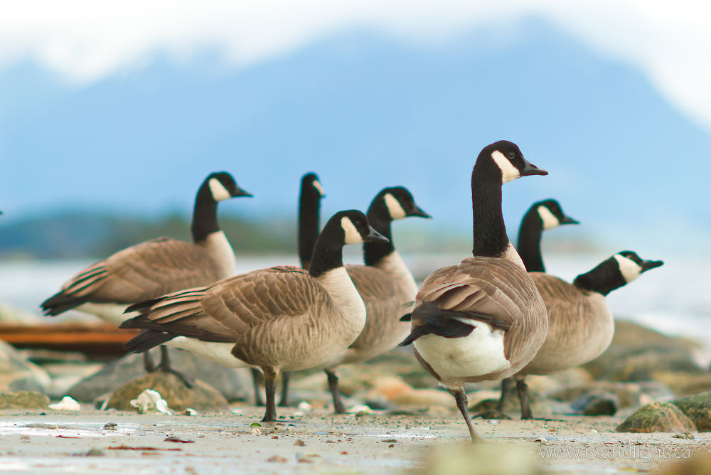 Bird  photo from  Cortes Island, BC Canada.