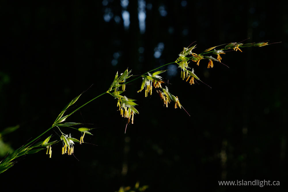 Plant  photo from  Aillevillers, Haute-Saone France.