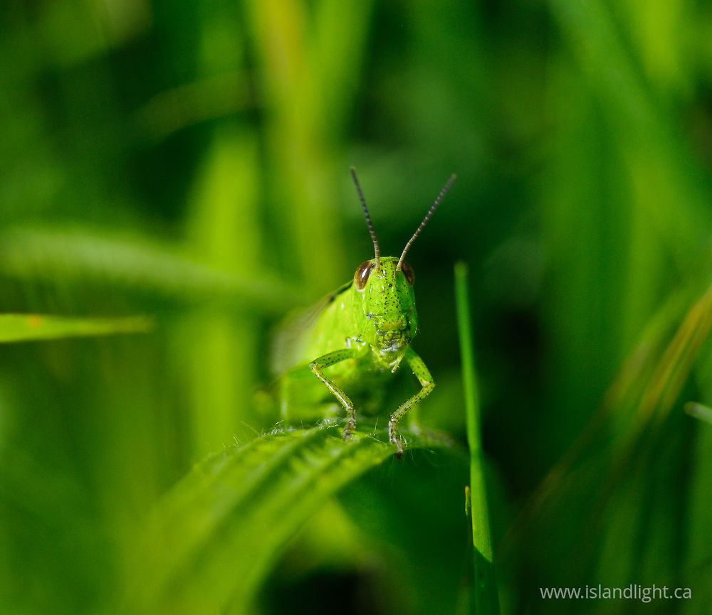 Insect  photo from  Aillevillers, Haute-Saon France.