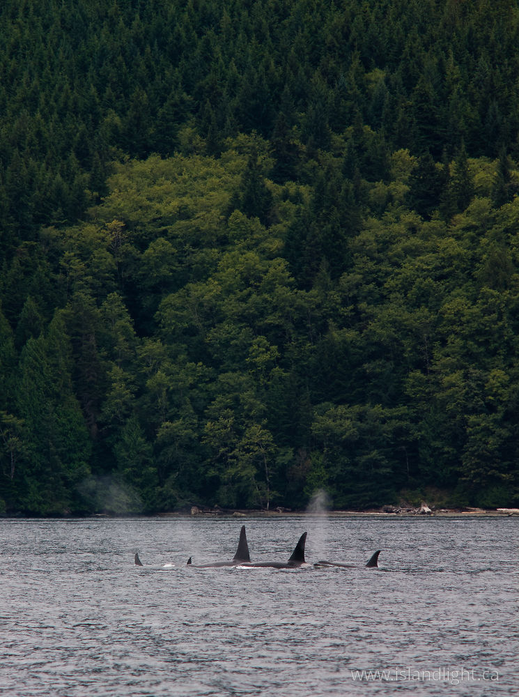 Mammal  photo from  Johnstone Strait, BC Canada.