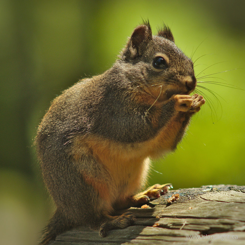 Mammal  photo from  Lund, British Columbia Canada.
