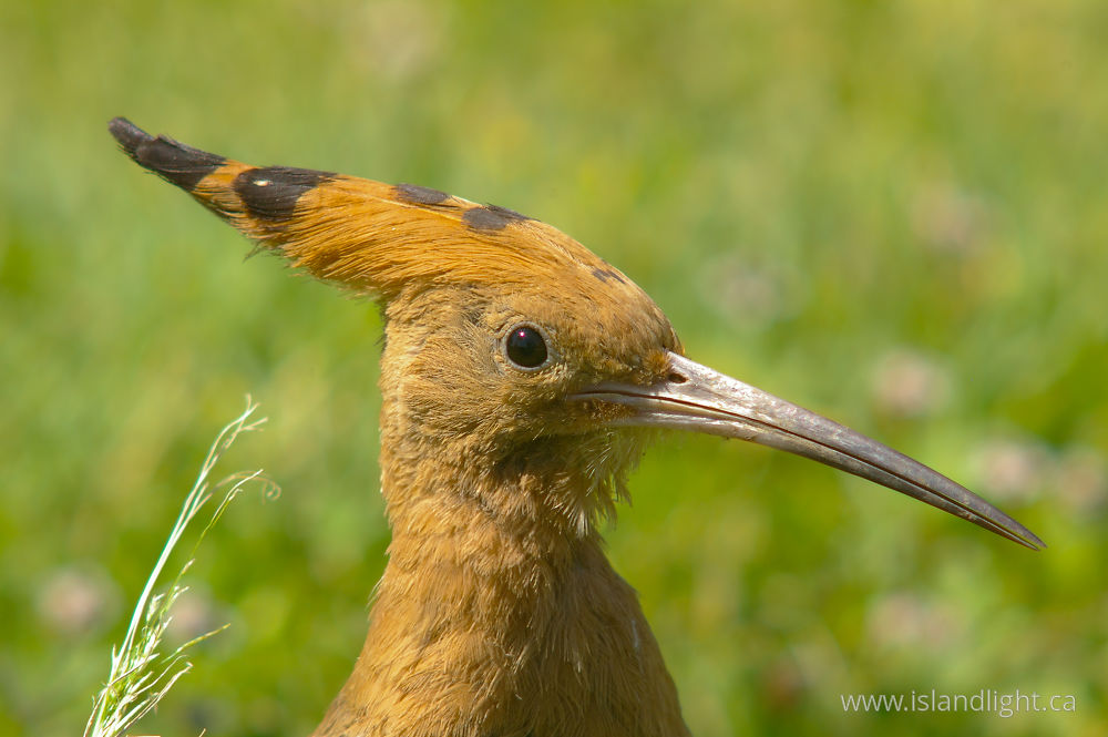 Bird photo from  Luxor,  Egypt.