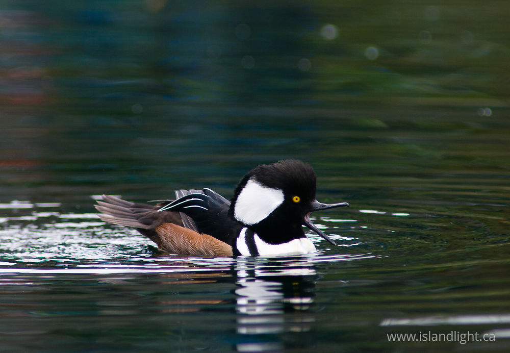 Bird  photo from Granville Island Vancouver, BC Canada.