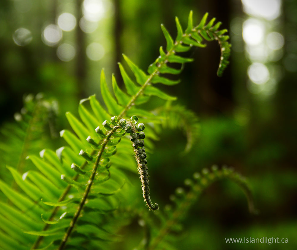 Plant photo from  Pacific Spirit Park, British Columbia Canada.