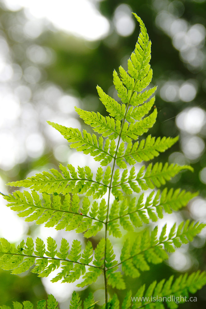 Plant photo from  Pacific Spirit Park, British Columbia Canada.