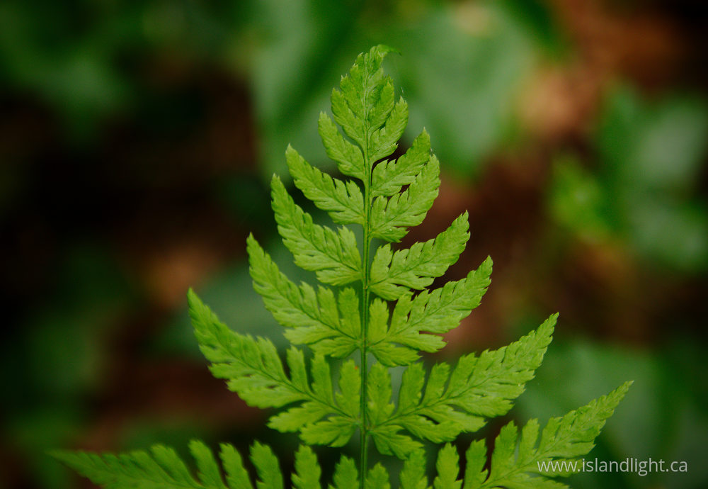 Plant photo from  Pacific Spirit Park, British Columbia Canada.