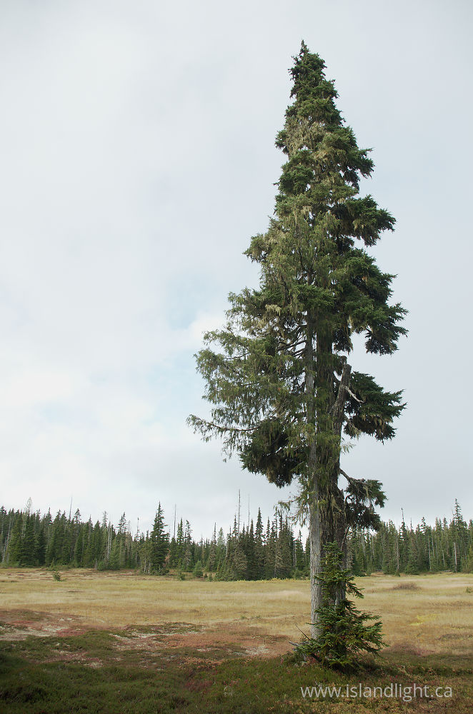 Landscape  photo from  Paradise Meadows, British Columbia Canada.