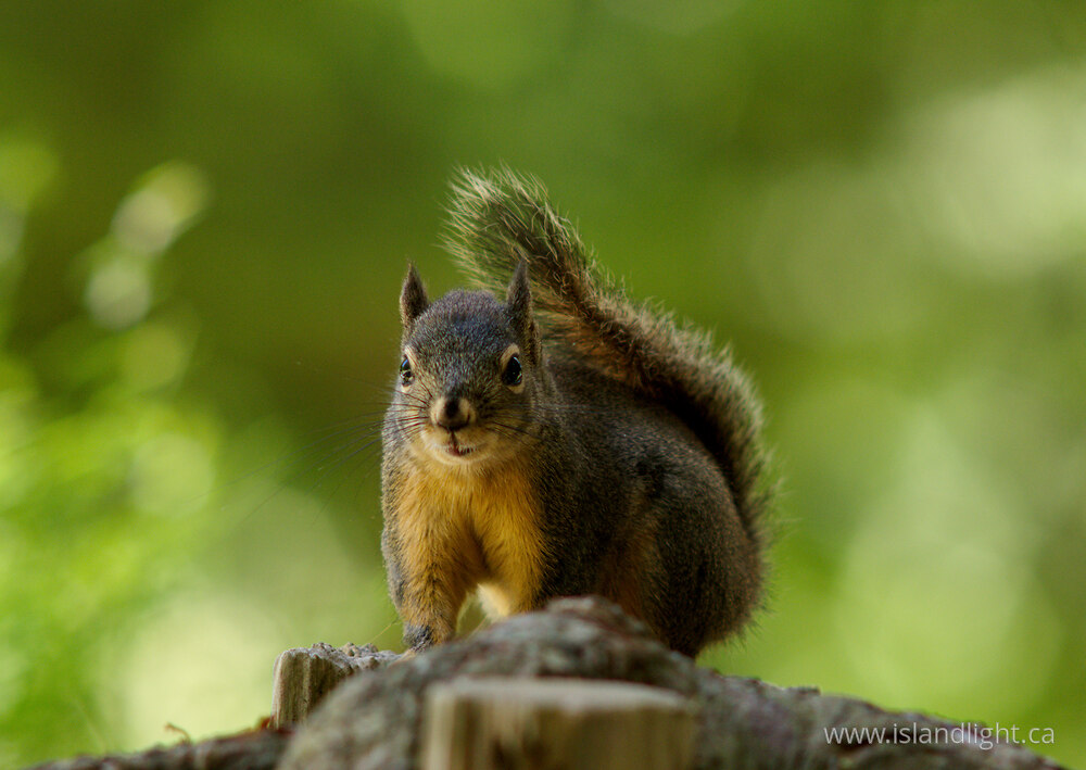 Mammal  photo from  Powel River, British Columbia Canada.