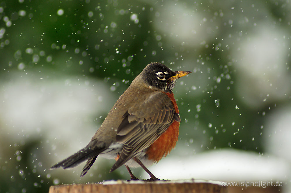 Bird photo from  Cortes Island, British Columbia Canada.