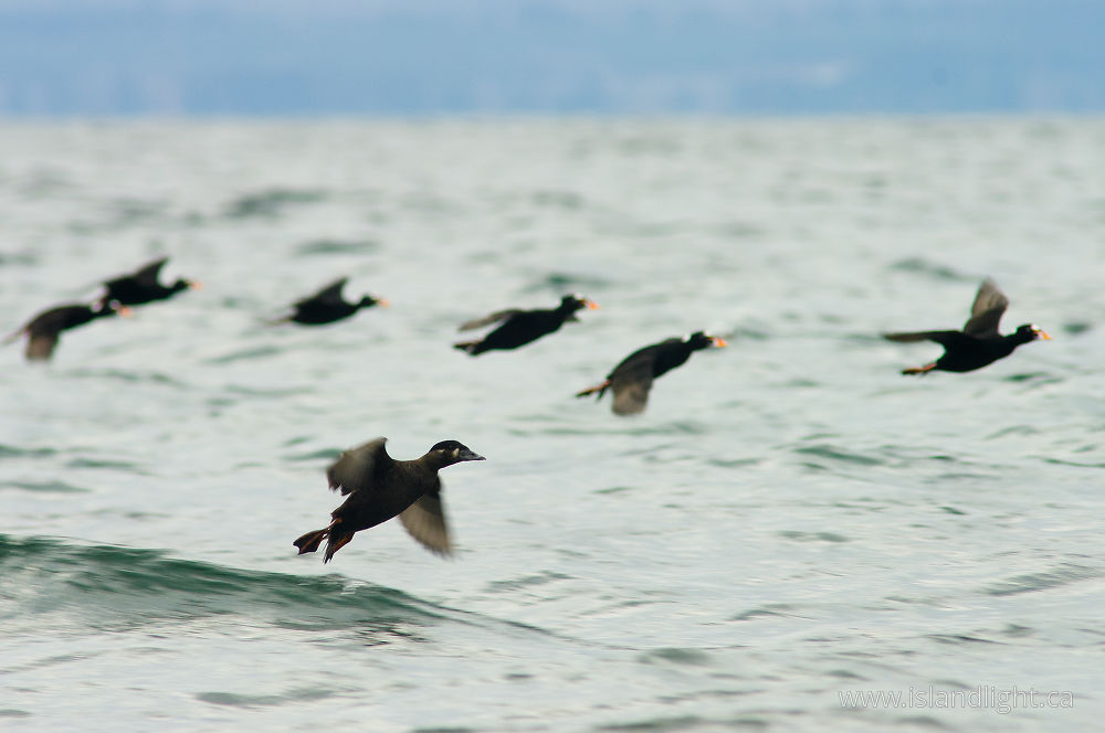 Bird  photo from  Salish Sea, BC Canada.