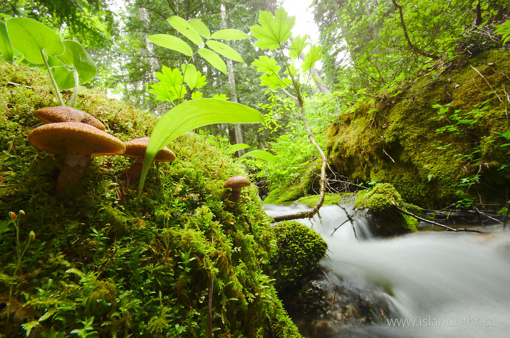 Landscape  photo from Climax Creek Slocan Valley, British Columbia Canada.
