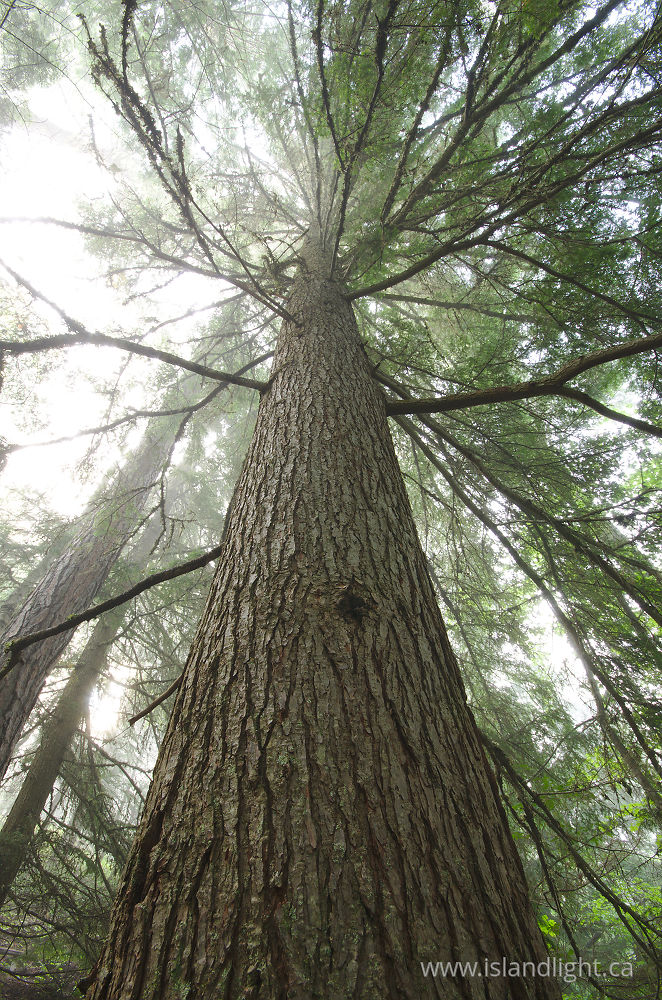 Plant  photo from  Slocan Valley, British Columbia Canada.