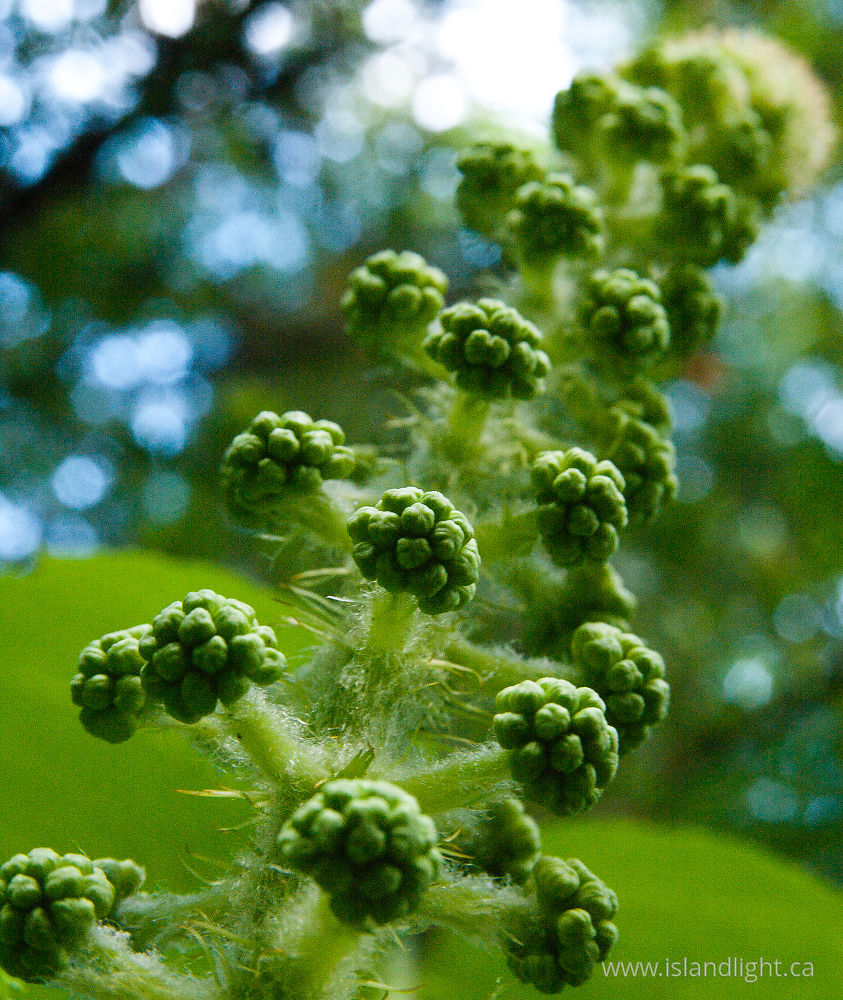 Plant photo from  Slocan Valley, BC Canada.
