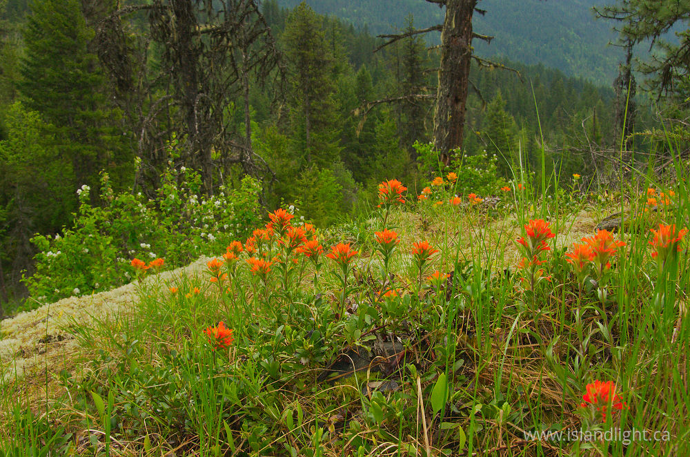 Landscape  photo from  Slocan Valley, British Columbia Canada.