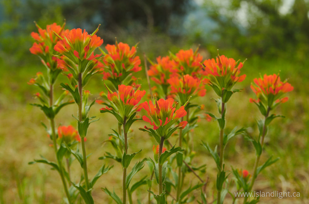 Plant  photo from  Slocan Valley, British Columbia Canada.