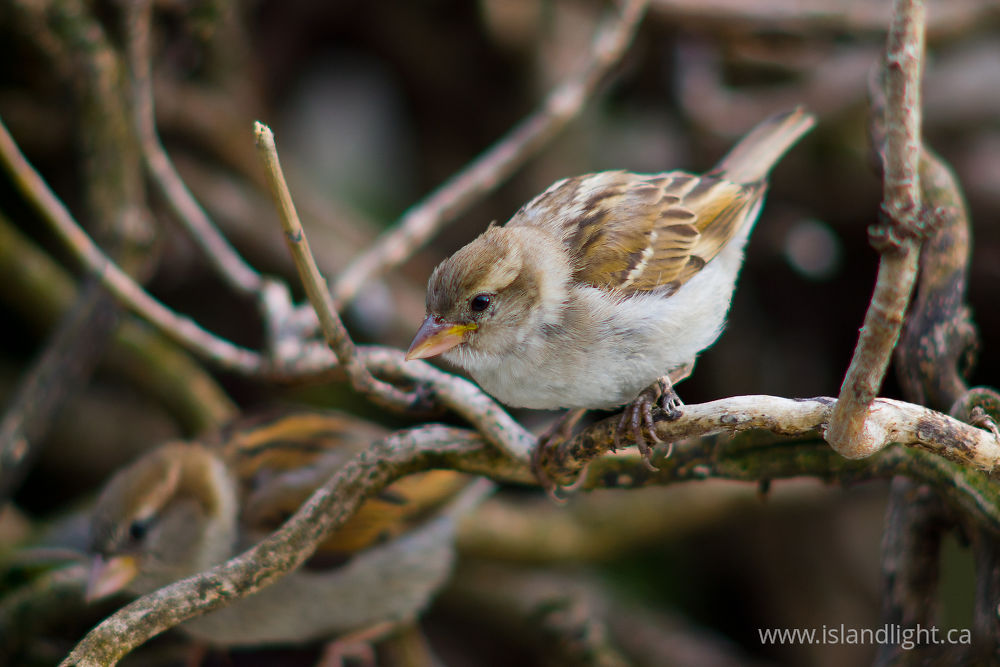 Bird photo from  Paris,  France.