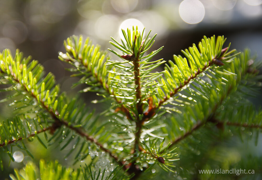Plant  photo from  Cortes Island, British Columbia Canada.