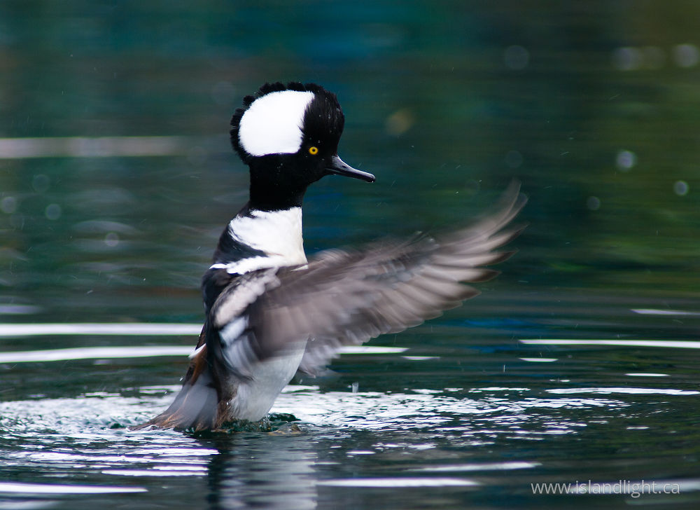 Bird  photo from Granville Island Vancouver, BC Canada.