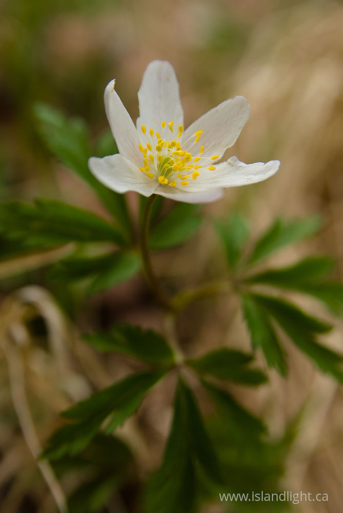 Plant  photo from  Aillevillers, Haute-Saone  France.