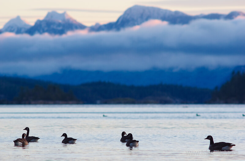 Six Canada Gease - Desolation Sound Goose photo